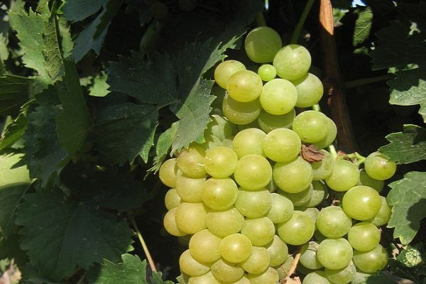 Chasselas hrozny