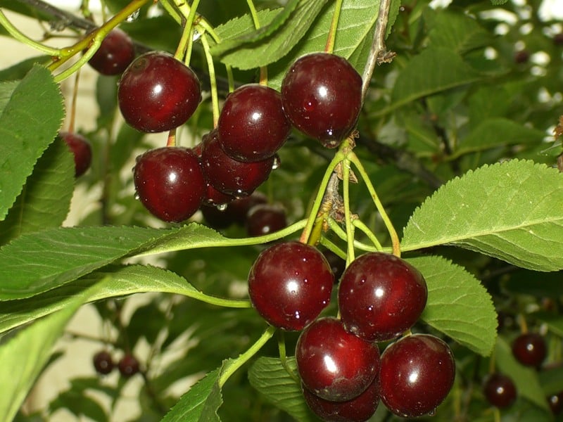 chocolatière aux cerises