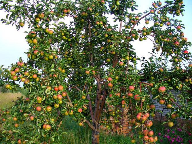 Apfelbaum Zhigulevskoe