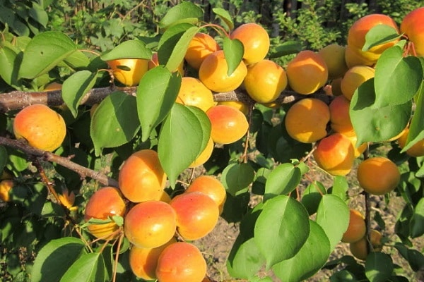 הפירות זוהרים 