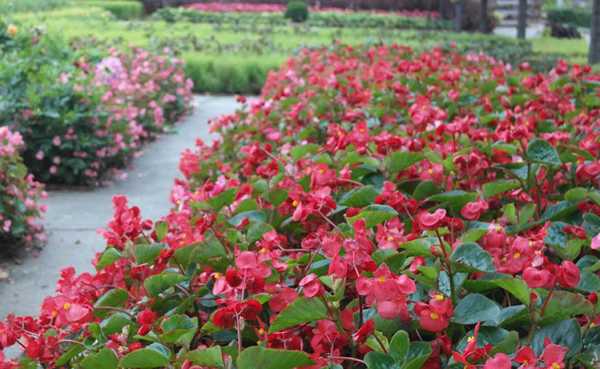 prachtige altijd bloeiende begonia