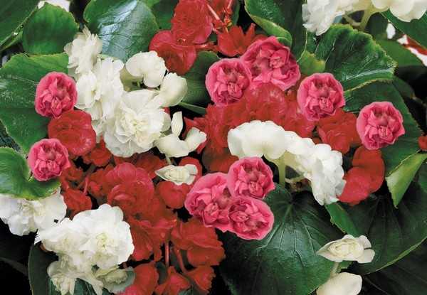 veel begonia's