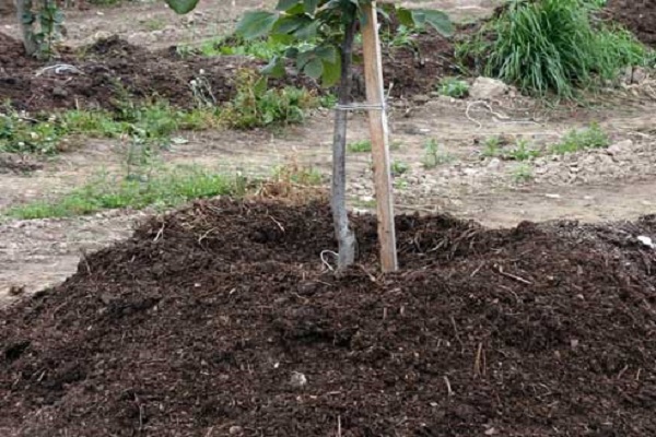 gepflanzter Baum 