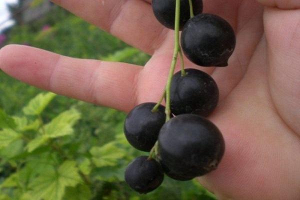 Johannisbeeren für Sibirien