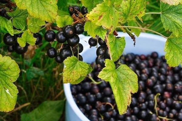 fruits in a bucket 