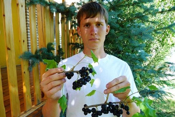 gardener with crops 