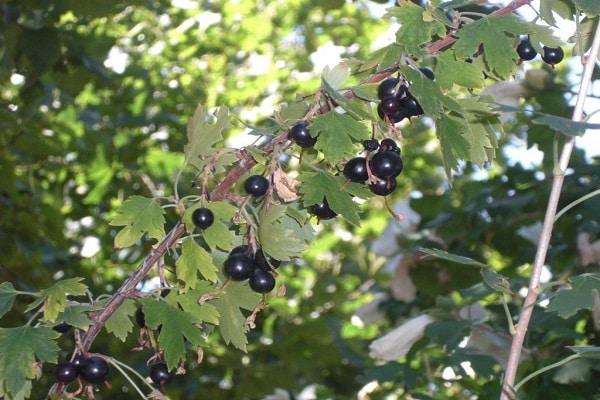 feuilles vertes 