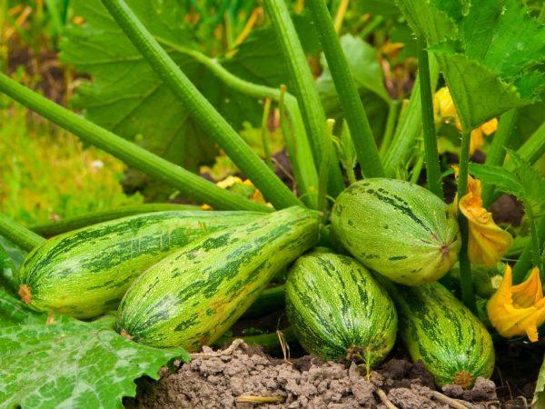 Die besten Zucchini-Sorten für 2024