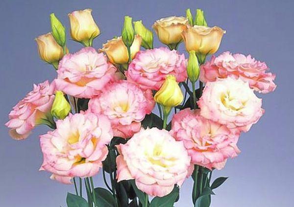 Eustoma Yankı