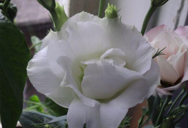 Eustoma Fidelidad F1