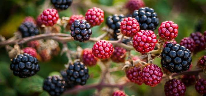 Arapahoe blackberry variety