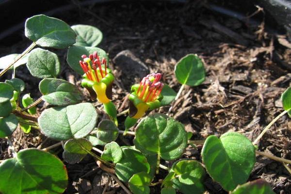 bloemen in de grond 