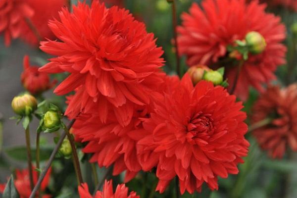 needle flowers 