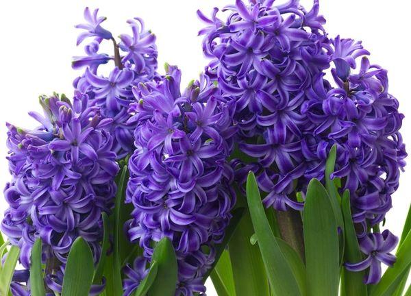 Hyacinum Tofit