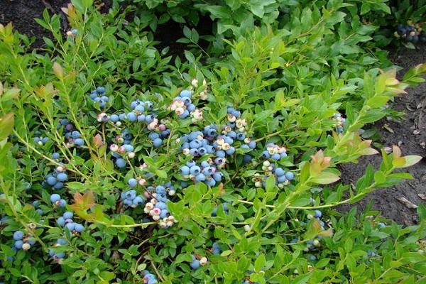 narrow-leaved leaves 