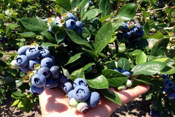 growing blueberries 