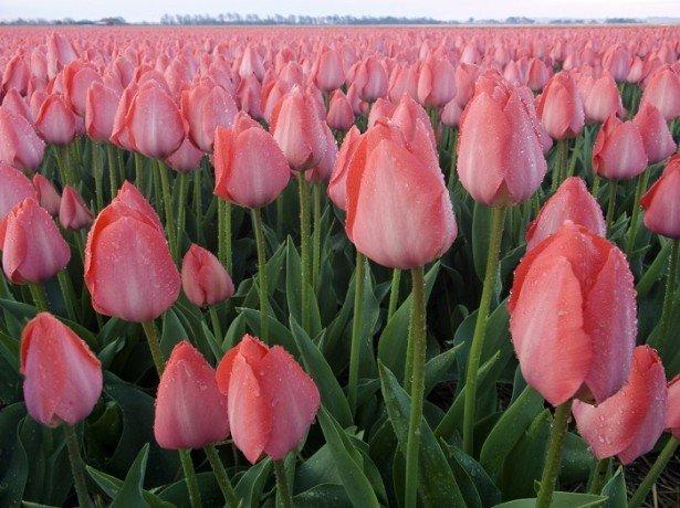 triumf tulipánů Akela