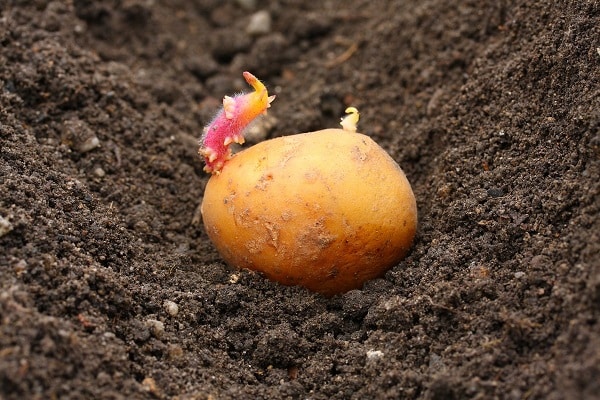 mục đích salad