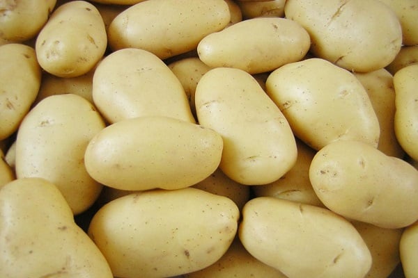 odrůdy brambor