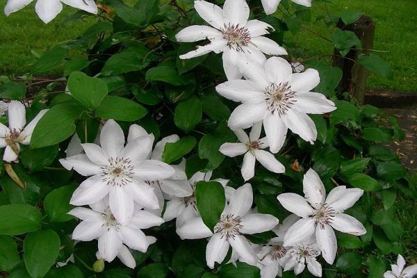 Clematis breitet sich aus