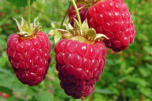 red fruit crop