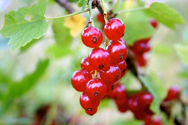 TOP 50 des meilleures variétés de groseilles rouges avec descriptions et caractéristiques