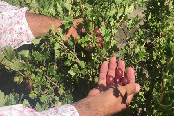 picking berries 