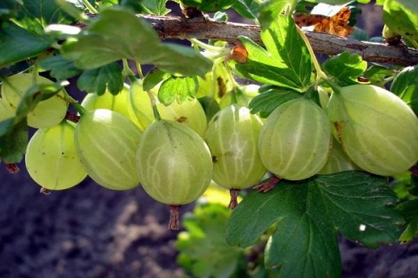 berdeng gooseberry 