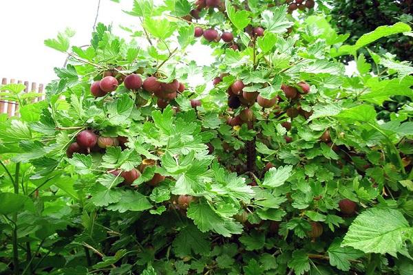 early varieties 