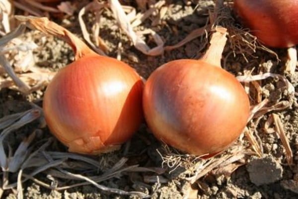 cebollas en el jardin