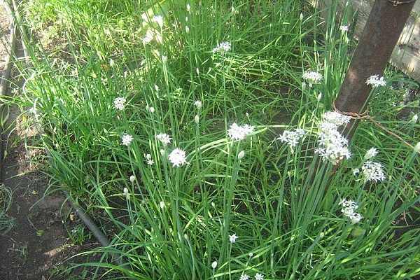 tuoksuva sipuli