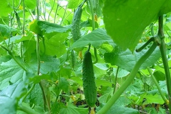 meningen van tuinders