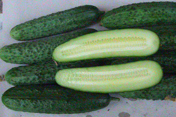 pepino monisía