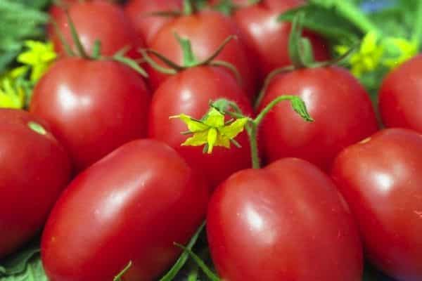 plum tomato