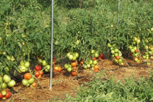 que tipo de tomates