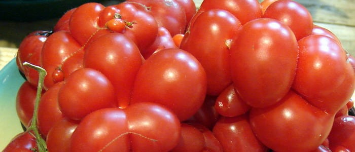 ripe tomatoes