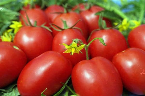 variedades de tomate