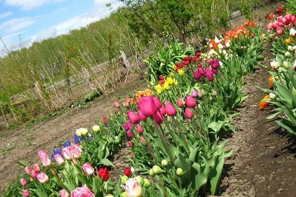 vegetable garden with flowers 