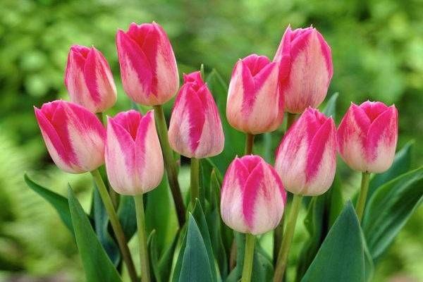 pink tulips 