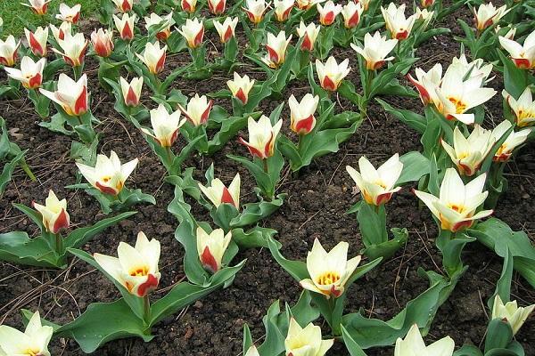 flowering on the ground 