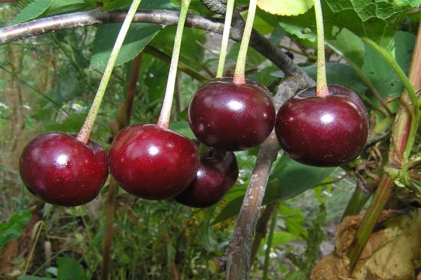 frutas vermelhas 