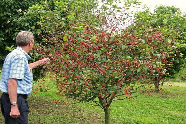 cerejas de baixo crescimento