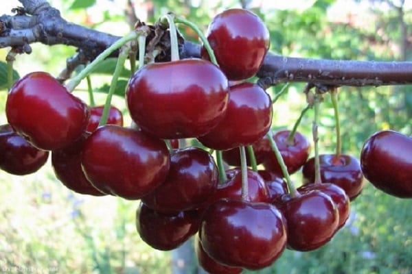 características de cereja