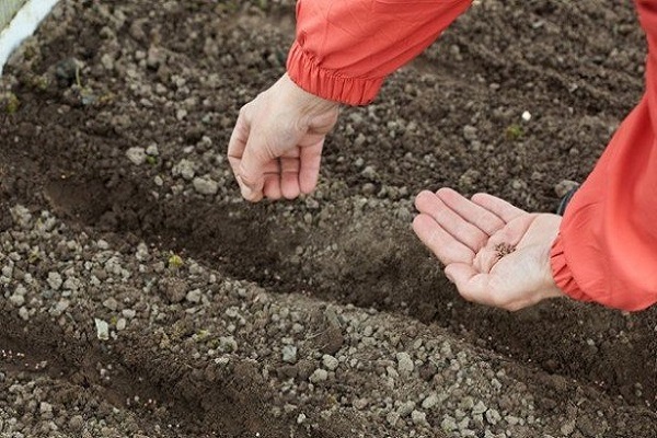 saison de croissance des betteraves