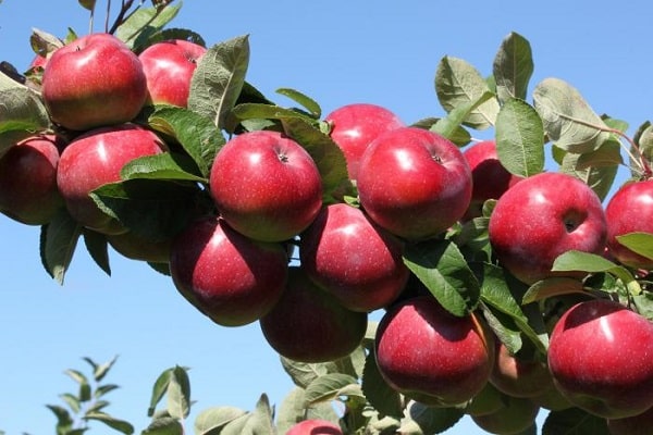 piante a maturazione precoce