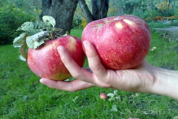 variété de fruits