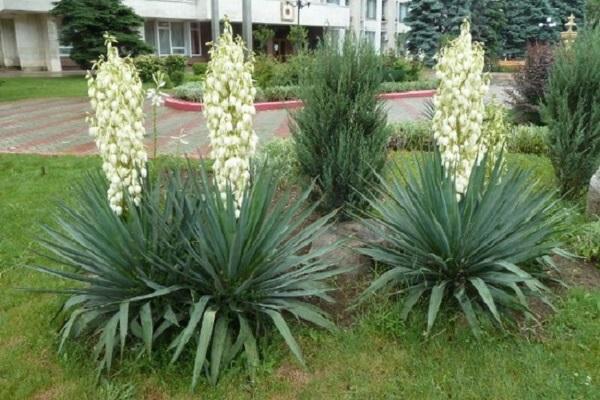 bloemen worden geplant 