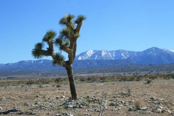 puno yucca