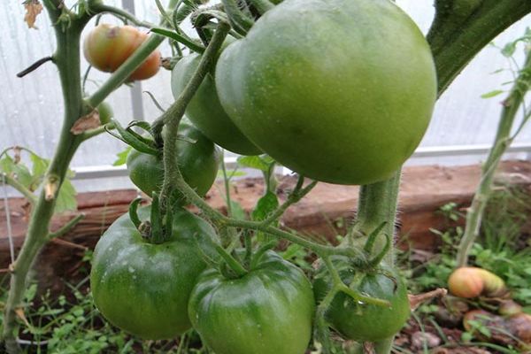 growing in a greenhouse