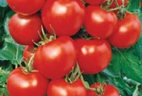 dunstige Tomaten 